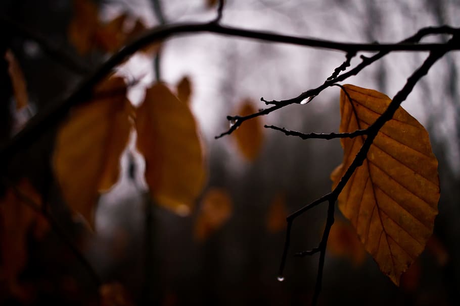 leaf, tree, nature, autumn, branch, plant, wood, light, growth HD wallpaper