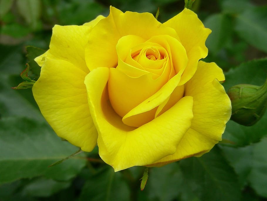 rose, yellow, close, rose bloom, yellow roses, flowers, nature HD wallpaper