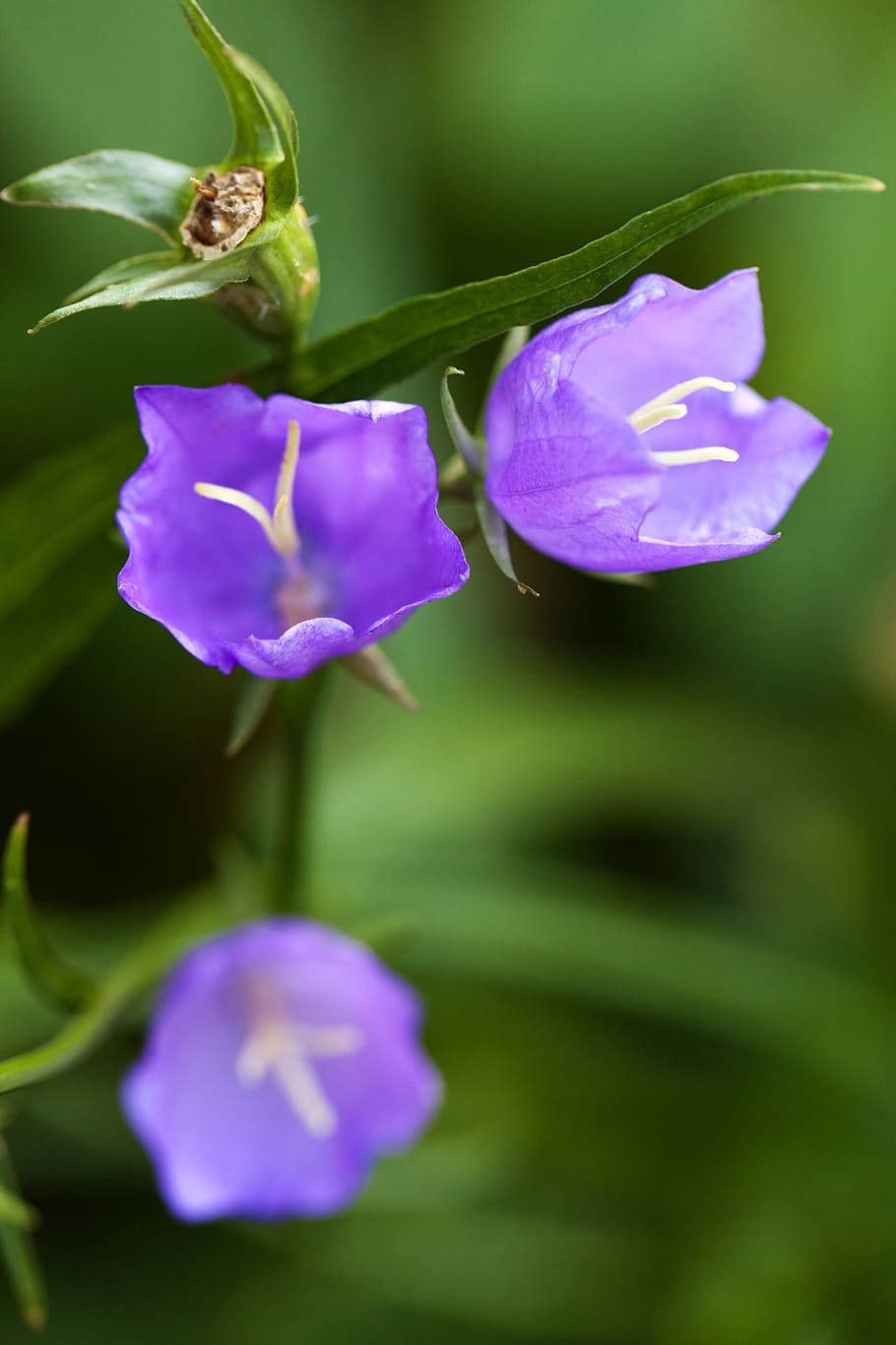bell, bellflower, bloom, blossom, blue, campanula, flora, garden HD wallpaper