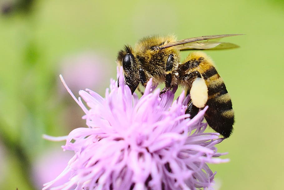 Bee, Flower, Spring, Nature, Plant, animal, insect, one animal HD wallpaper