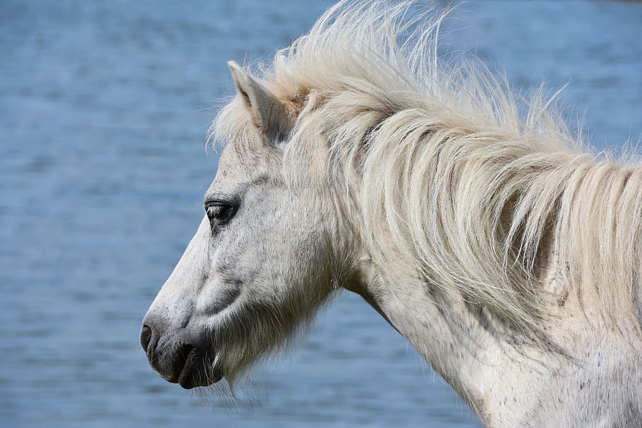 pony, sea, wind, animal, animal themes, one animal, animal wildlife HD wallpaper