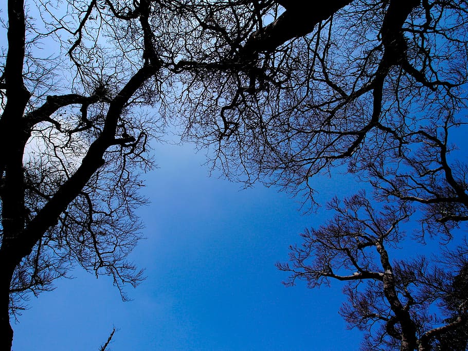 sky, blue, wood, tree, nature, forest, branch, outdoors, plant HD wallpaper