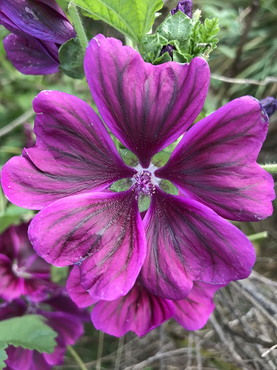 flowers, mallow, violet, flowering plant, freshness, fragility HD wallpaper