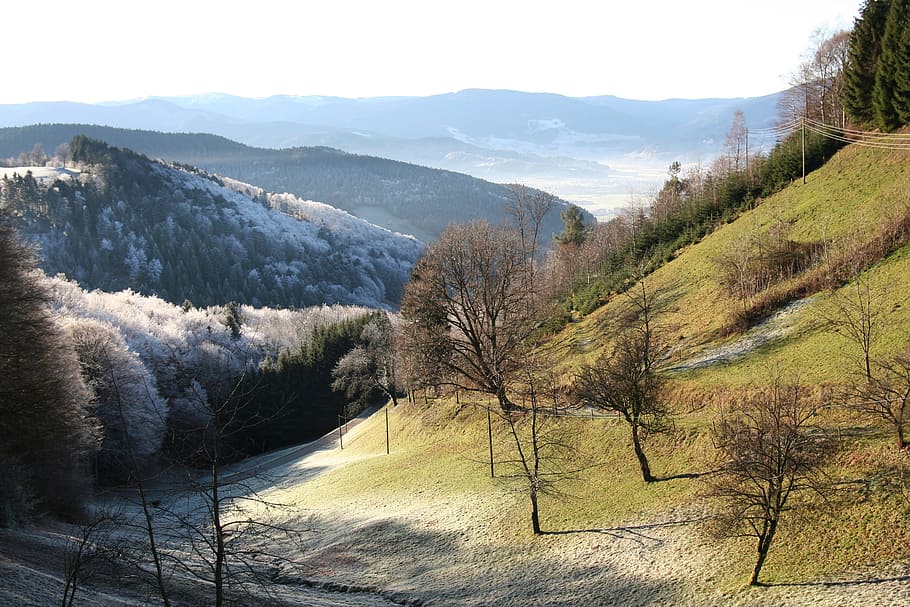 valley, morgentau, black forest, tree, mountain, plant, scenics - nature HD wallpaper