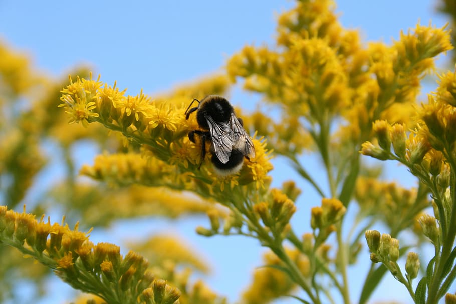 bee, insect, flying insect, pollen, insects, yellow, animal themes HD wallpaper