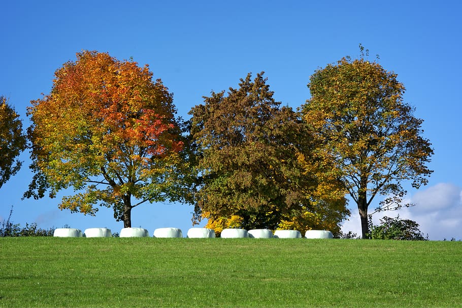 autumn, trees, group, leaves, coloring, golden autumn, nature HD wallpaper