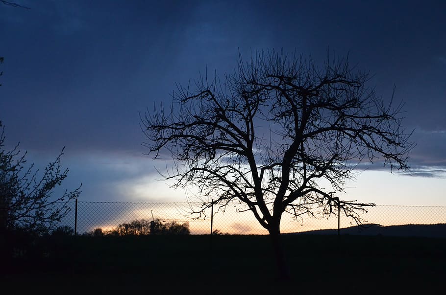 tree, dark, night, landscape, nature, sky, silhouette, bare tree HD wallpaper