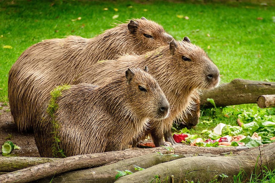 focus photo of brown capybaras, group, eat, meadow, wood, cute