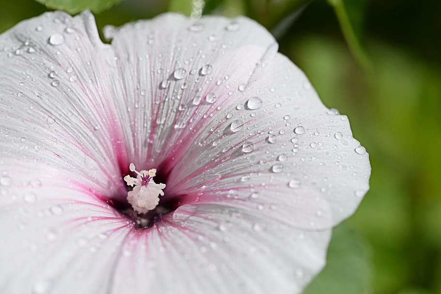 hibiscus, flower, white, bloom, flowering plant, wet, water HD wallpaper