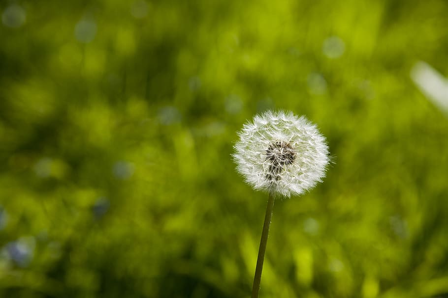 spring, dandelion, nature, macro, flower, plant, flowers, spring flowers HD wallpaper