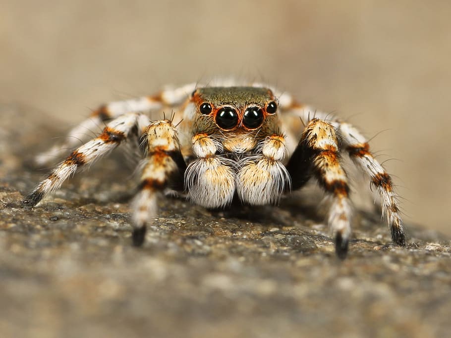 close-up photography of brown and white jumping spider, tarantula HD wallpaper