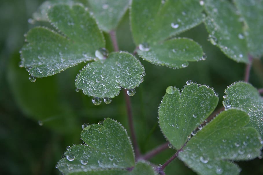 dewdrop, leaf, plant, close, morgentau, water, plant part, wet HD wallpaper