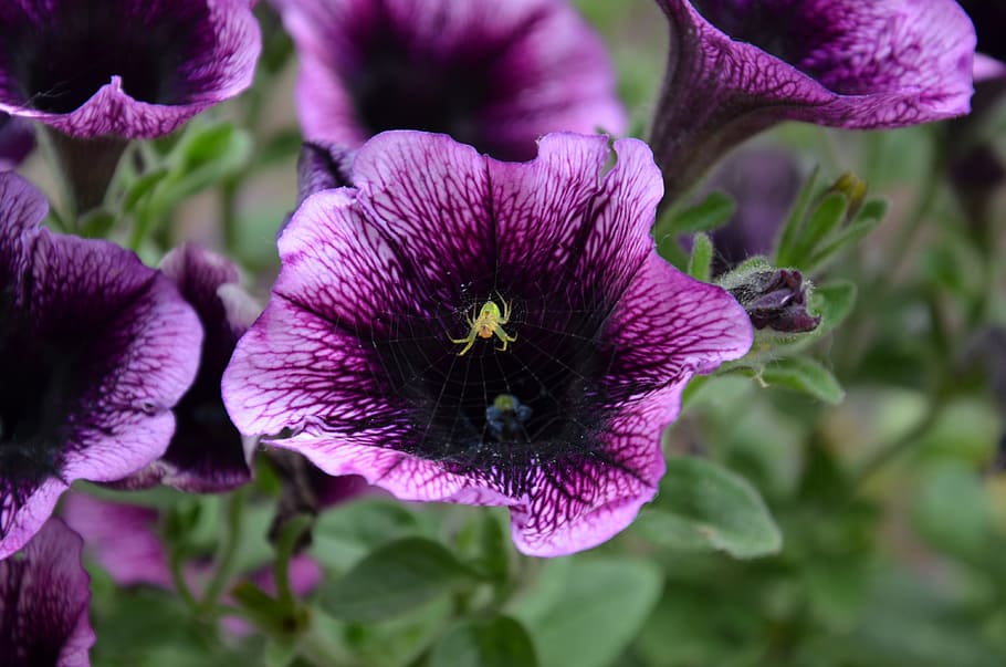 petunia, plant, spin, flowering plant, fragility, vulnerability HD wallpaper