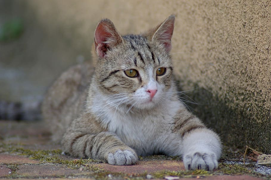 brown tabby cat lying on wall, animals, charming, mammals, nature HD wallpaper
