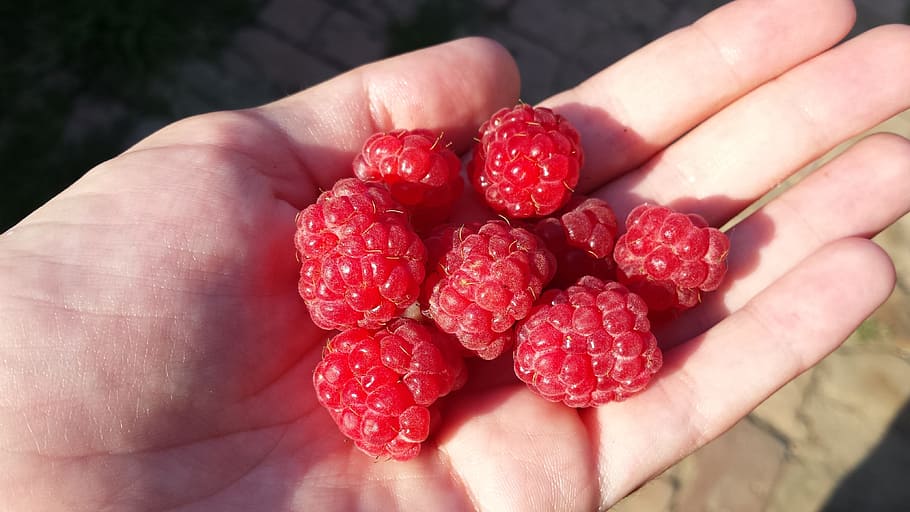 raspberry, red berries, juicy, summer, sun, nature, garden HD wallpaper