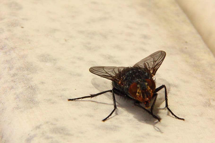fly, housefly, insect, close, animal, macro, wing, compound eyes HD wallpaper