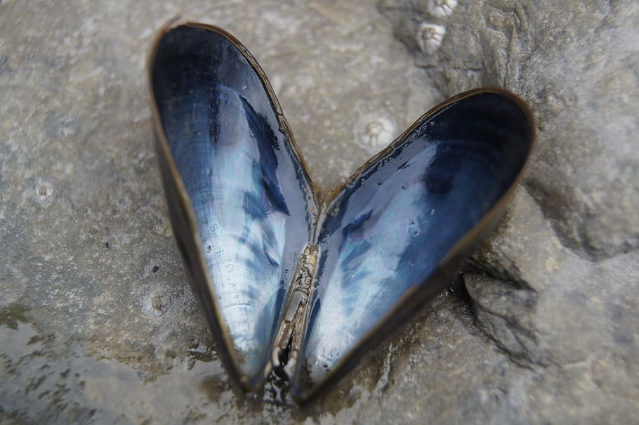 blue and black sea shell, heart, beach, natural, sand, nature HD wallpaper