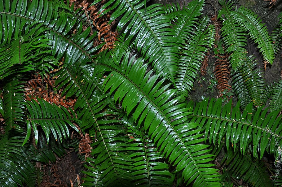 ferns, rainforest, flora, green color, plant, leaf, plant part HD wallpaper