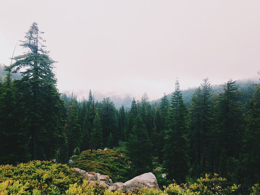 photo of pine trees near flowers, trees surrounded by fog, green pine HD wallpaper