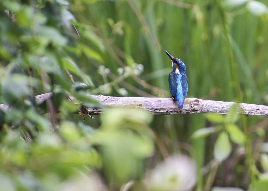 blue bird on tree branch during daytime, kingfisher, clean, river, HD wallpaper