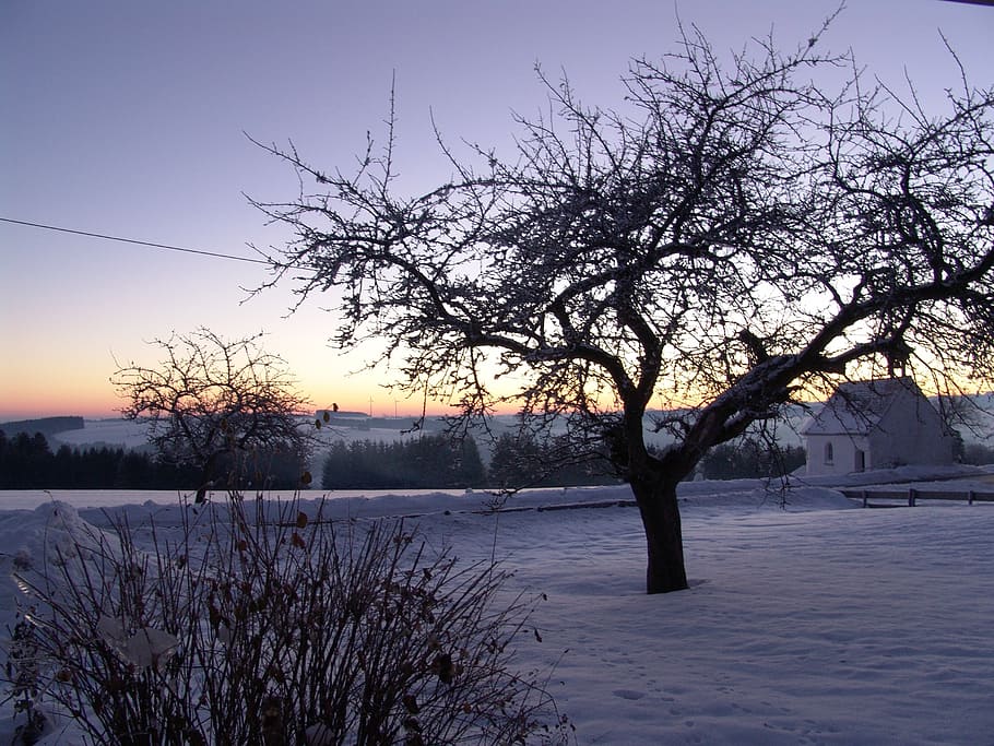 nature, winter, tree, cold temperature, plant, snow, sky, tranquility HD wallpaper