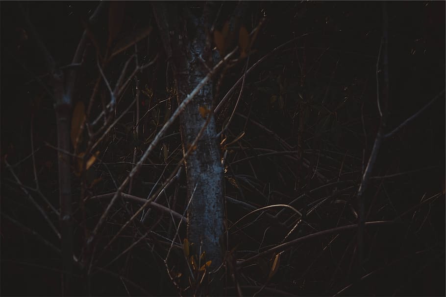 trees, branches, forest, dark, nature, night, plant, bare tree HD wallpaper