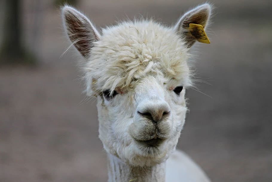 Alpaca, Isolated, Animal, Nature, Mammal - Lama Face, HD Png Download -  960x640(#888659) - PngFind