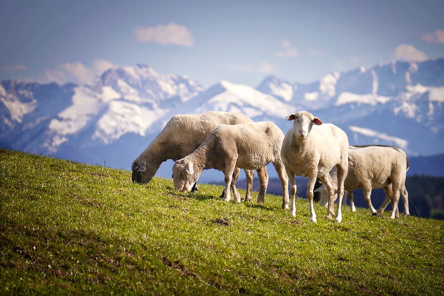 four sheeps on grass fields, mountains, pasture, alm, meadow HD wallpaper