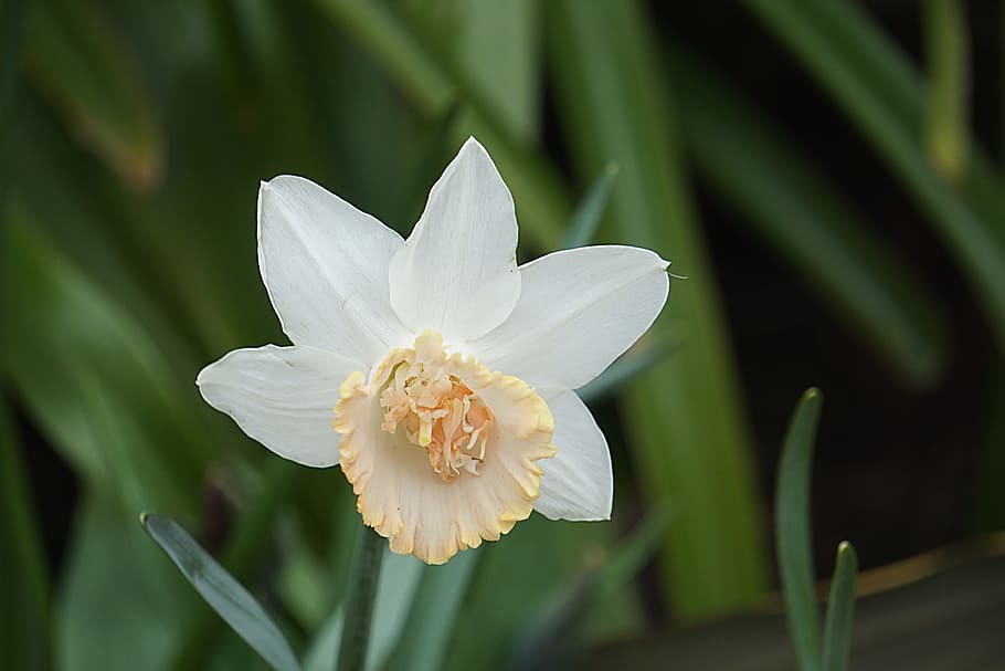 Flower, Daffodil, White, Flora, flowering, botany, garden, spring HD wallpaper