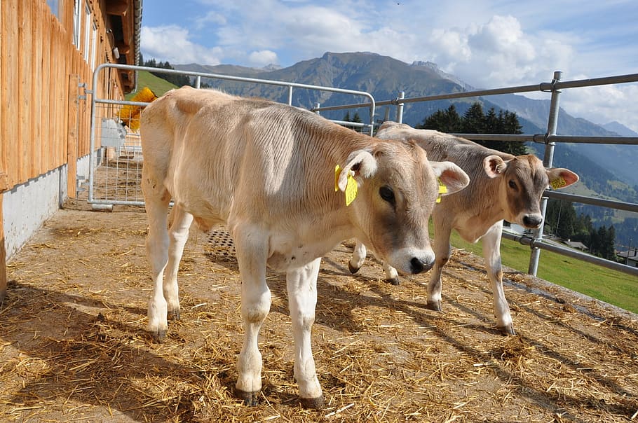 animal, calf, prättigau, livestock, farm, cow, cattle, agriculture, HD wallpaper