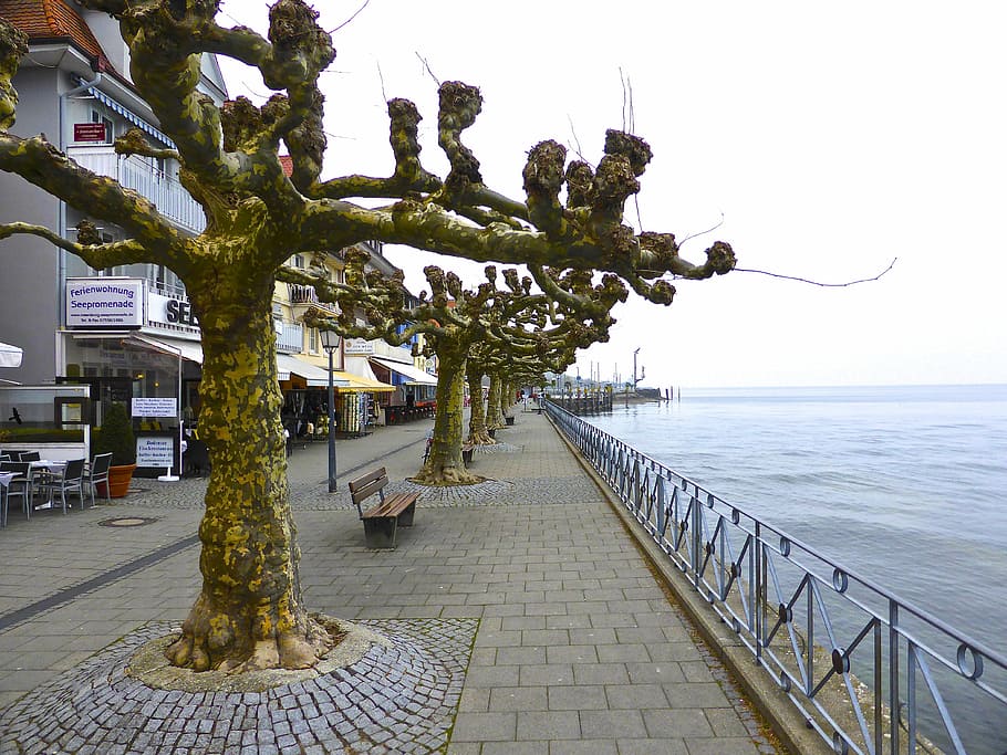 trees, seaside, colonnade, beach front, gnarled, winter, tourism HD wallpaper