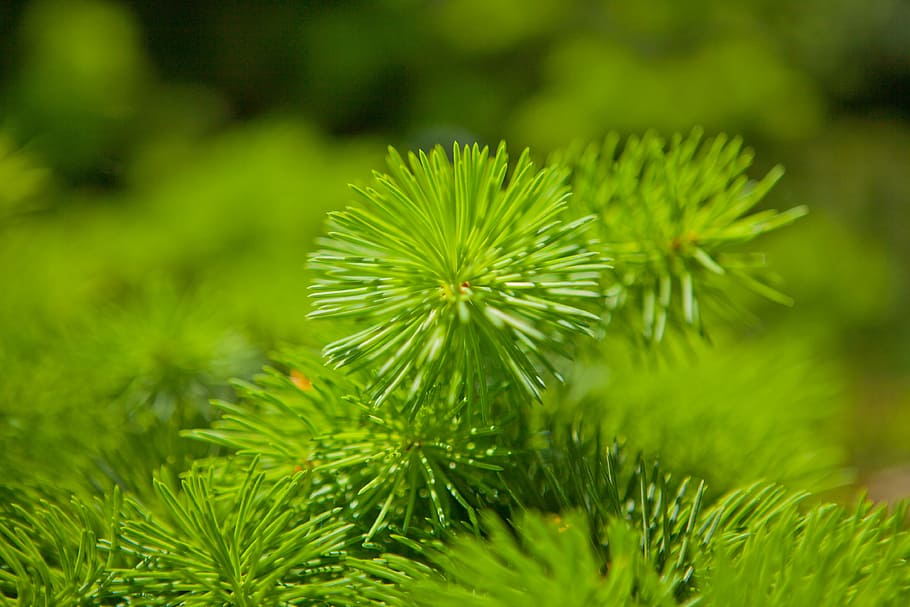 nature, tree, plant, leaf, branch, needle, pine, periwinkle HD wallpaper