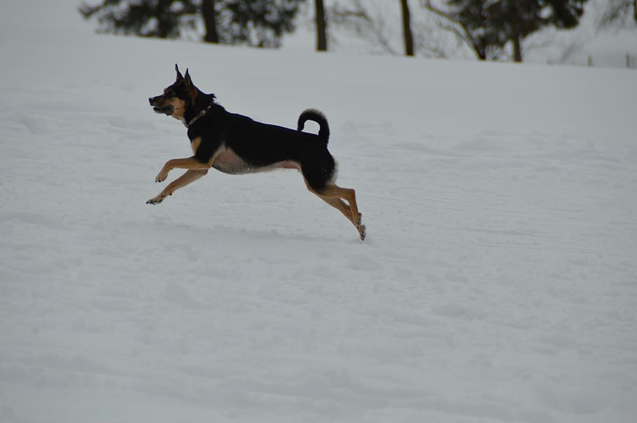 winter, dog, terrier, run, race, one animal, canine, pets, domestic animals HD wallpaper
