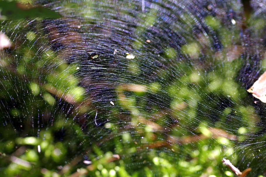 cobweb, the grid, snap, large, trampoline, designs, the background HD wallpaper