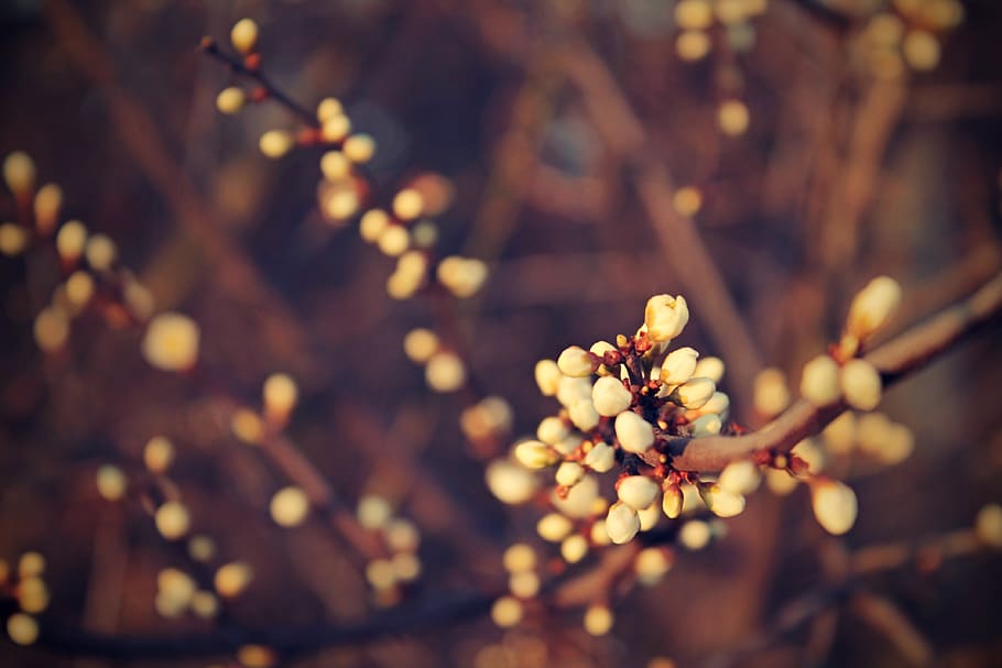 spring, plants, tree, buds, nature, freshness, flower, beauty in nature HD wallpaper