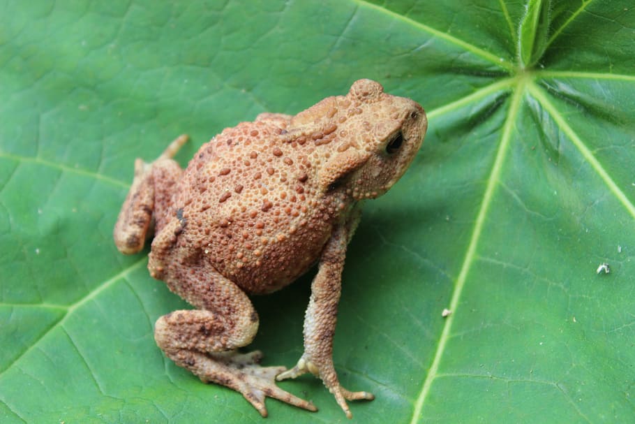 Toad, Leaf, Warts, green, one animal, animal themes, green color HD wallpaper