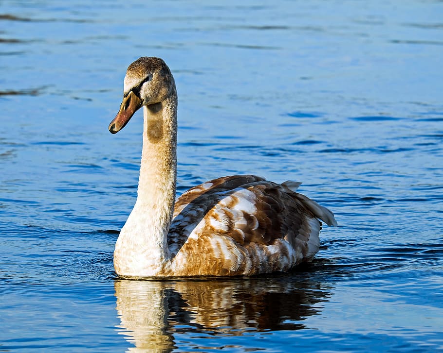 white and brown goose on water, swan, cygnet, water bird, schwimmvogel, HD wallpaper