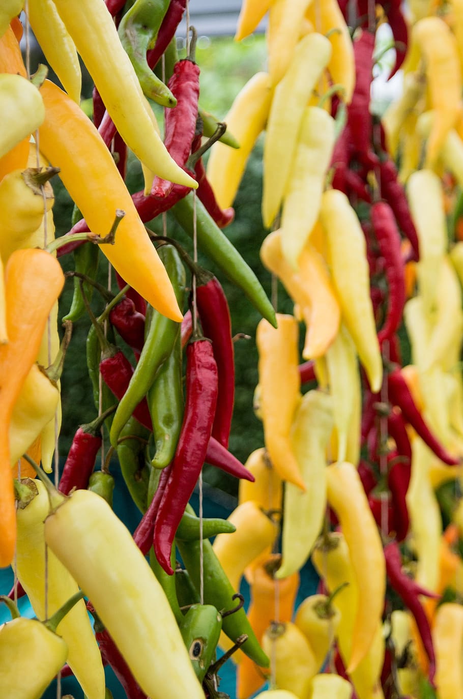 chili, pepper, green, yellow, cooking, spicy, red, food, ingredient, HD wallpaper