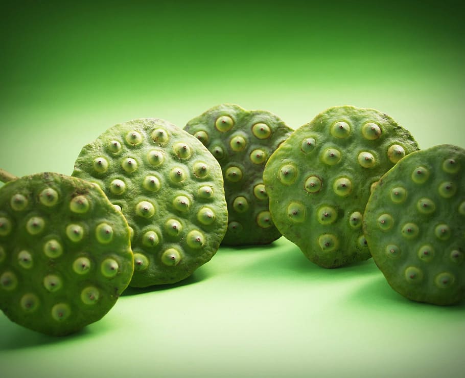 lotus, seed, flower, leaf, pod, indian, closeup, isolated, produce HD wallpaper