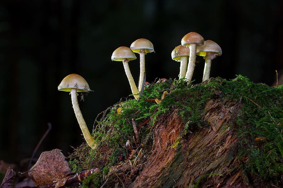 white mushroom blooms on moss close-up photography, nameko HD wallpaper