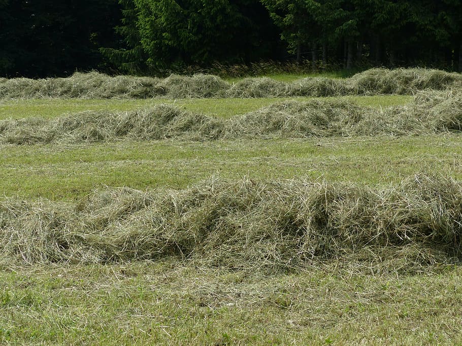 steam, grass rake, meadow, green, nature, swath, rows together meet HD wallpaper