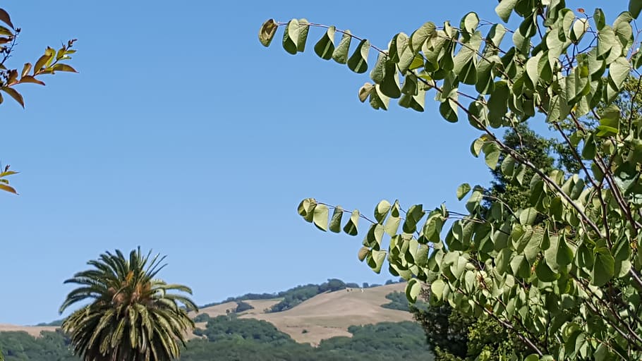 flora, tree, hill, mound, mount, mt, taylor, outdoor, landscape HD wallpaper
