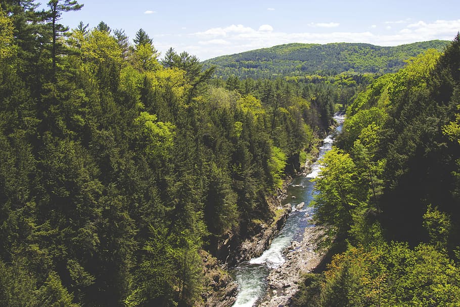 aerial photography of flowing river in between pine trees overlooking green mountain under blue sky at daytime, river between forest HD wallpaper