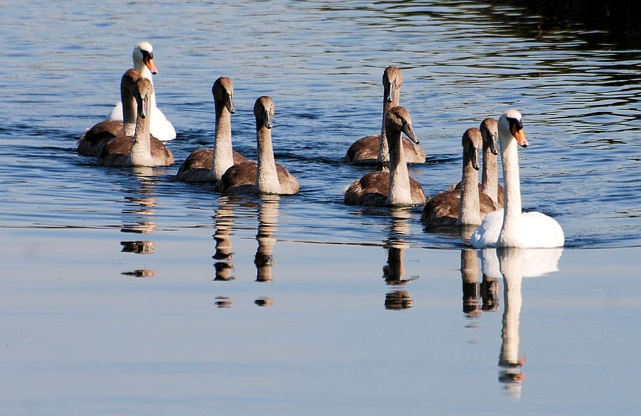 swans, cygnets, water, reflection, nature, family, flock, animal wildlife HD wallpaper