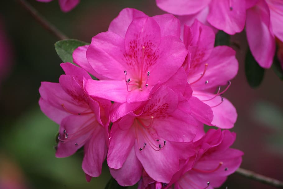 azalea, pink, bush, spring, summer, nature, flower, plant, blossom HD wallpaper