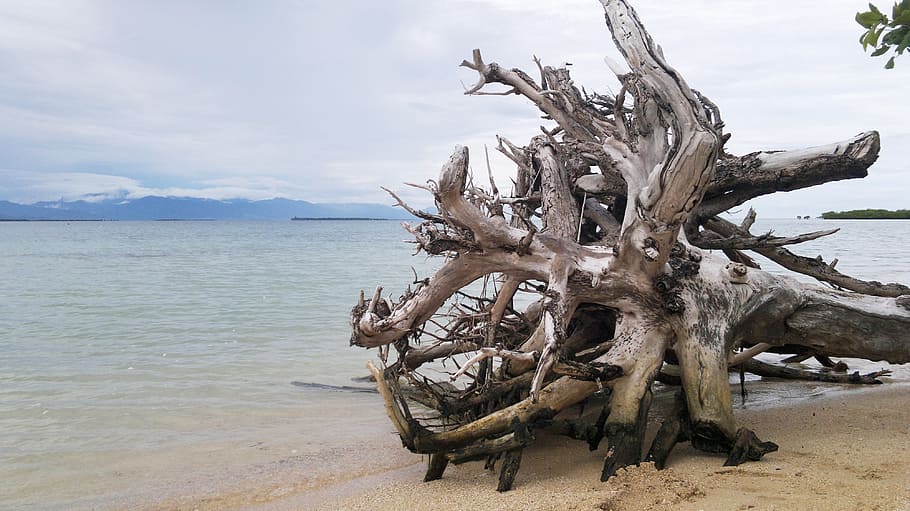 beach, sand, tree, trunk, sea, ocean, water, sky, tropics, tropical HD wallpaper
