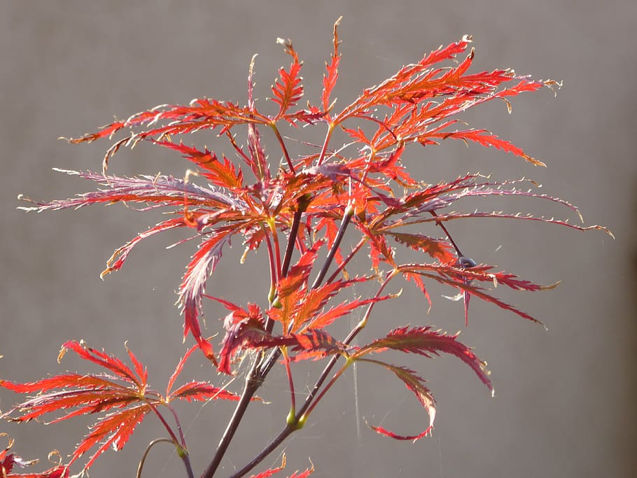 leaves, close, bush, red, plant, growth, beauty in nature, close-up HD wallpaper
