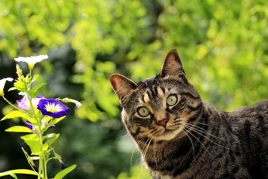 cat in selective focus photography, kitty, flower, spring, pet HD wallpaper