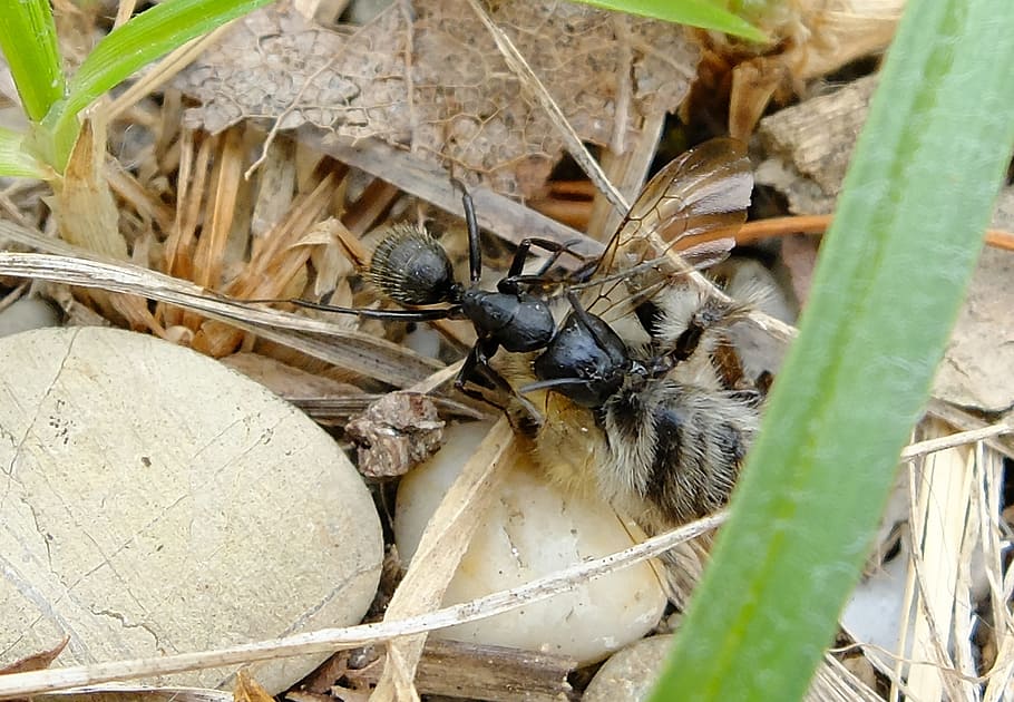 Macro, Super, Ant, Bee, Insect, super macro, an ant drags a bee HD wallpaper
