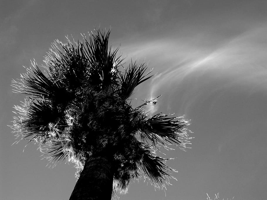 grayscale photography of palm tree, grayscale photo of palm tree HD wallpaper